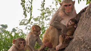 a photo of surrounding animals and plants